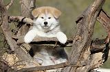 AKITA INU 054